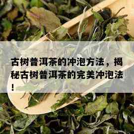 古树普洱茶的冲泡方法，揭秘古树普洱茶的完美冲泡法！