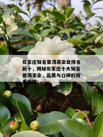 石家庄知名普洱茶企业排名前十，揭秘石家庄十大知名普洱茶企，品质与口碑的双重保障！