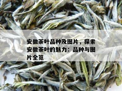安徽茶叶品种及图片，探索安徽茶叶的魅力：品种与图片全览