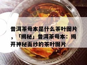 普洱茶母本是什么茶叶图片，「揭秘」普洱茶母本：揭开神秘面纱的茶叶图片