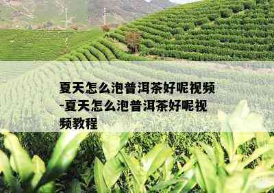 夏天怎么泡普洱茶好呢视频-夏天怎么泡普洱茶好呢视频教程