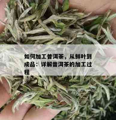 如何加工普洱茶，从鲜叶到成品：详解普洱茶的加工过程