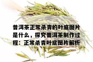 普洱茶正常杀青的叶底图片是什么，探究普洱茶制作过程：正常杀青叶底图片解析