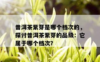 普洱茶紫芽是哪个档次的，探讨普洱茶紫芽的品级：它属于哪个档次？