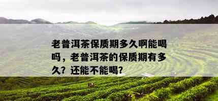 老普洱茶保质期多久啊能喝吗，老普洱茶的保质期有多久？还能不能喝？