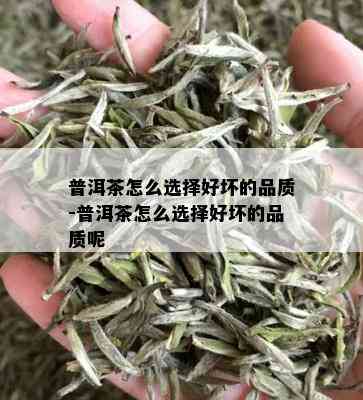 普洱茶怎么选择好坏的品质-普洱茶怎么选择好坏的品质呢