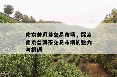 南京普洱茶交易市场，探索南京普洱茶交易市场的魅力与机遇