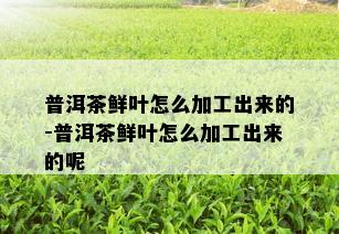 普洱茶鲜叶怎么加工出来的-普洱茶鲜叶怎么加工出来的呢