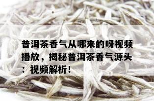 普洱茶香气从哪来的呀视频播放，揭秘普洱茶香气源头：视频解析！