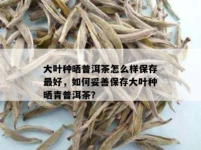 大叶种晒普洱茶怎么样保存更好，如何妥善保存大叶种晒青普洱茶？