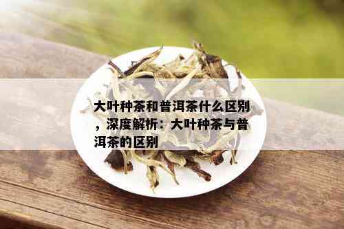 大叶种茶和普洱茶什么区别，深度解析：大叶种茶与普洱茶的区别