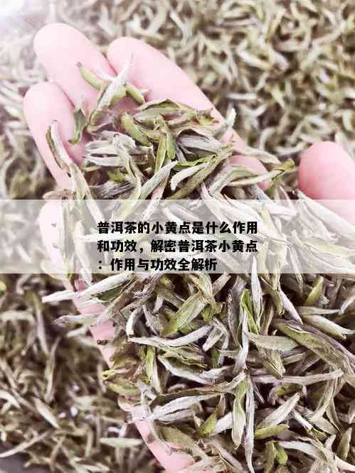 普洱茶的小黄点是什么作用和功效，解密普洱茶小黄点：作用与功效全解析