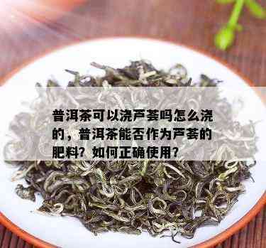 普洱茶可以浇芦荟吗怎么浇的，普洱茶能否作为芦荟的肥料？如何正确使用？