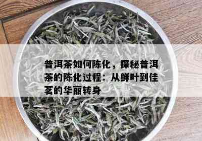 普洱茶如何陈化，探秘普洱茶的陈化过程：从鲜叶到佳茗的华丽转身