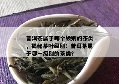 普洱茶属于哪个级别的茶类，揭秘茶叶级别：普洱茶属于哪一级别的茶类？