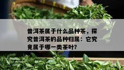 普洱茶属于什么品种茶，探究普洱茶的品种归属：它究竟属于哪一类茶叶？
