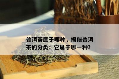 普洱茶属于哪种，揭秘普洱茶的分类：它属于哪一种？