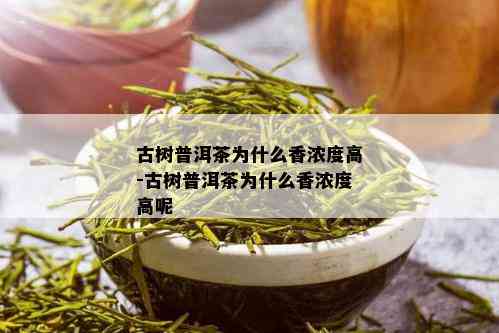 古树普洱茶为什么香浓度高-古树普洱茶为什么香浓度高呢