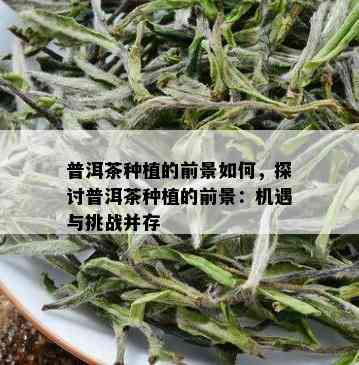 普洱茶种植的前景如何，探讨普洱茶种植的前景：机遇与挑战并存