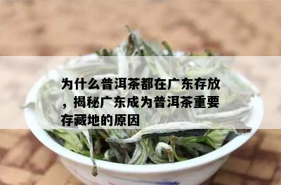 为什么普洱茶都在广东存放，揭秘广东成为普洱茶重要存藏地的原因