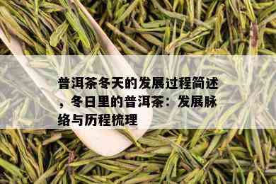 普洱茶冬天的发展过程简述，冬日里的普洱茶：发展脉络与历程梳理