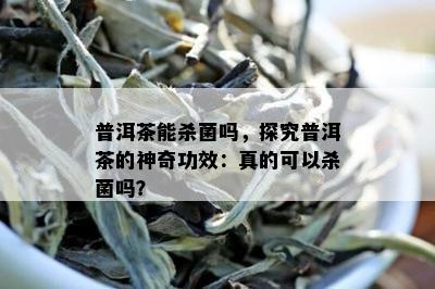 普洱茶能杀菌吗，探究普洱茶的神奇功效：真的可以杀菌吗？