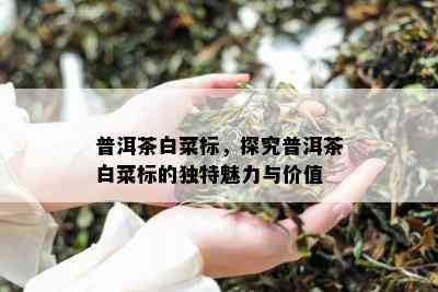 普洱茶白菜标，探究普洱茶白菜标的独特魅力与价值