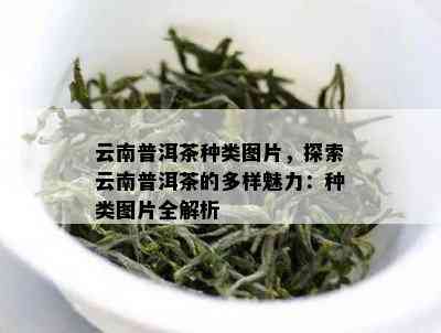 云南普洱茶种类图片，探索云南普洱茶的多样魅力：种类图片全解析