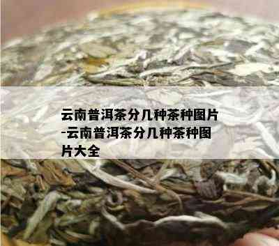 云南普洱茶分几种茶种图片-云南普洱茶分几种茶种图片大全