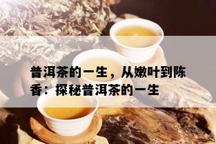 普洱茶的一生，从嫩叶到陈香：探秘普洱茶的一生