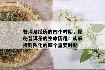 普洱茶经历的四个时期，探秘普洱茶的生命历程：从采摘到陈化的四个重要时期