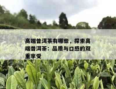 高端普洱茶有哪些，探索高端普洱茶：品质与口感的双重享受