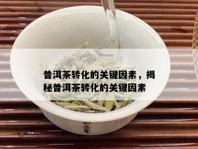 普洱茶转化的关键因素，揭秘普洱茶转化的关键因素