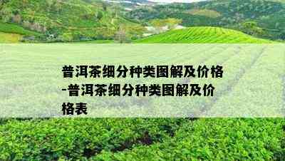 普洱茶细分种类图解及价格-普洱茶细分种类图解及价格表