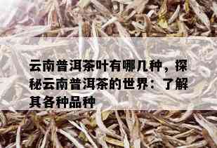 云南普洱茶叶有哪几种，探秘云南普洱茶的世界：了解其各种品种