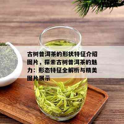 古树普洱茶的形状特征介绍图片，探索古树普洱茶的魅力：形态特征全解析与精美图片展示