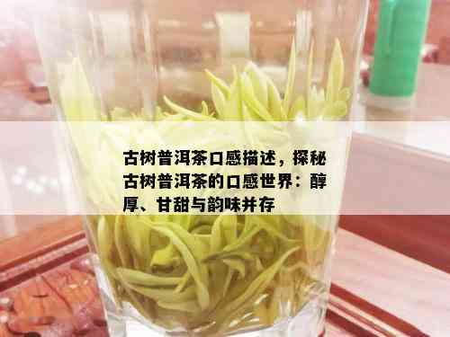 古树普洱茶口感描述，探秘古树普洱茶的口感世界：醇厚、甘甜与韵味并存