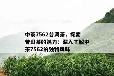 中茶7562普洱茶，探索普洱茶的魅力：深入了解中茶7562的独特风味