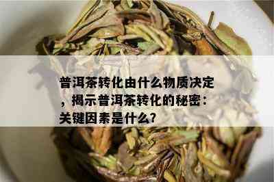 普洱茶转化由什么物质决定，揭示普洱茶转化的秘密：关键因素是什么？