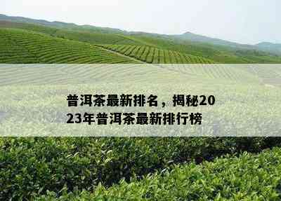 普洱茶最新排名，揭秘2023年普洱茶最新排行榜