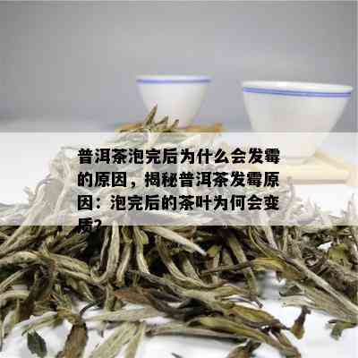 普洱茶泡完后为什么会发霉的原因，揭秘普洱茶发霉原因：泡完后的茶叶为何会变质？