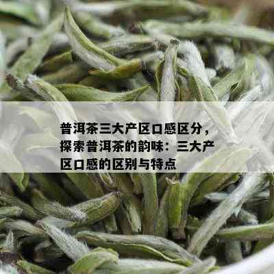 普洱茶三大产区口感区分，探索普洱茶的韵味：三大产区口感的区别与特点