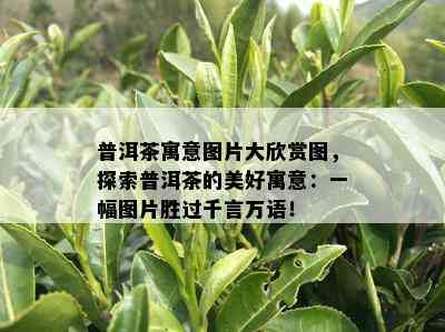 普洱茶寓意图片大欣赏图，探索普洱茶的美好寓意：一幅图片胜过千言万语！