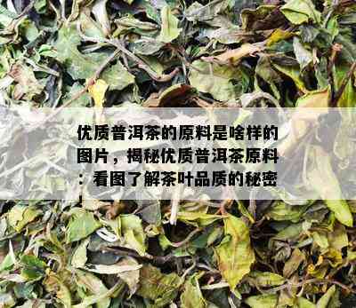 优质普洱茶的原料是啥样的图片，揭秘优质普洱茶原料：看图了解茶叶品质的秘密！