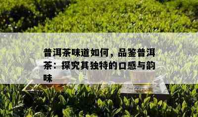 普洱茶味道如何，品鉴普洱茶：探究其独特的口感与韵味