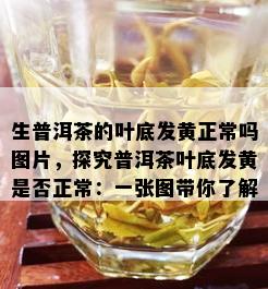 生普洱茶的叶底发黄正常吗图片，探究普洱茶叶底发黄是否正常：一张图带你了解