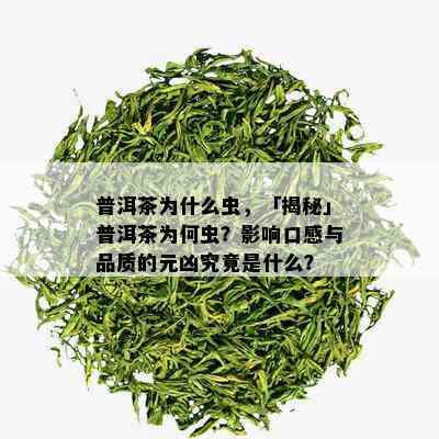 普洱茶为什么虫，「揭秘」普洱茶为何虫？影响口感与品质的元凶究竟是什么？