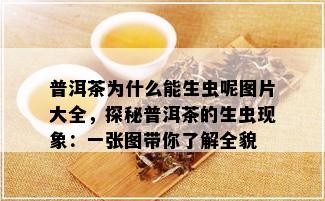 普洱茶为什么能生虫呢图片大全，探秘普洱茶的生虫现象：一张图带你了解全貌