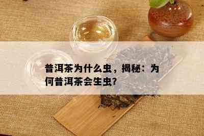 普洱茶为什么虫，揭秘：为何普洱茶会生虫？