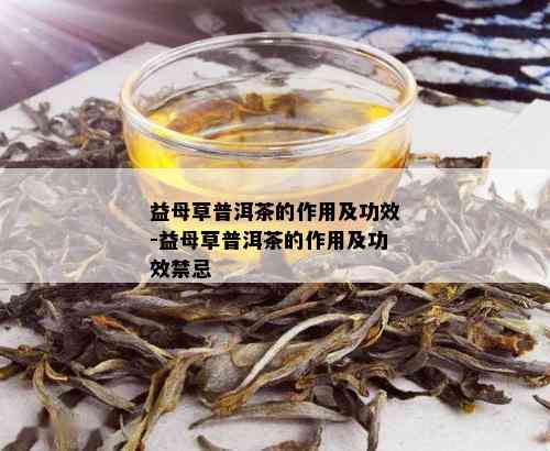 益母草普洱茶的作用及功效-益母草普洱茶的作用及功效禁忌